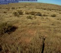 Winter at Kendall Grassland, viewed through the lens of PhenoCam.